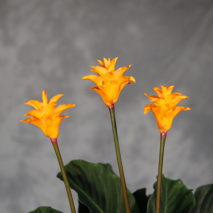 Calathea crocata ⌀14 cm | Tomaszewski