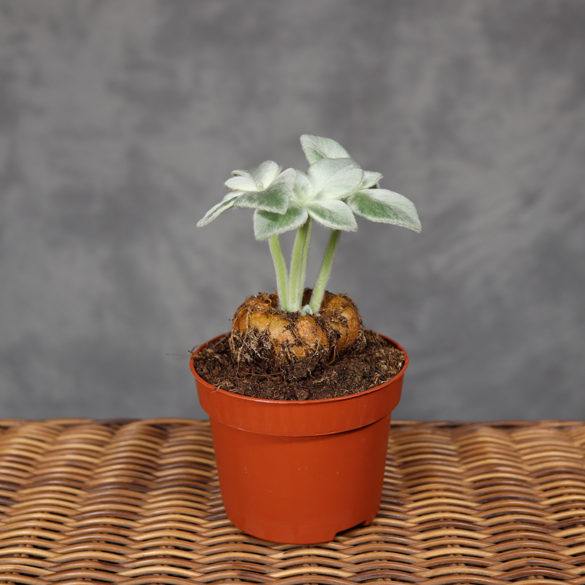Sinningia leucotricha | Mała