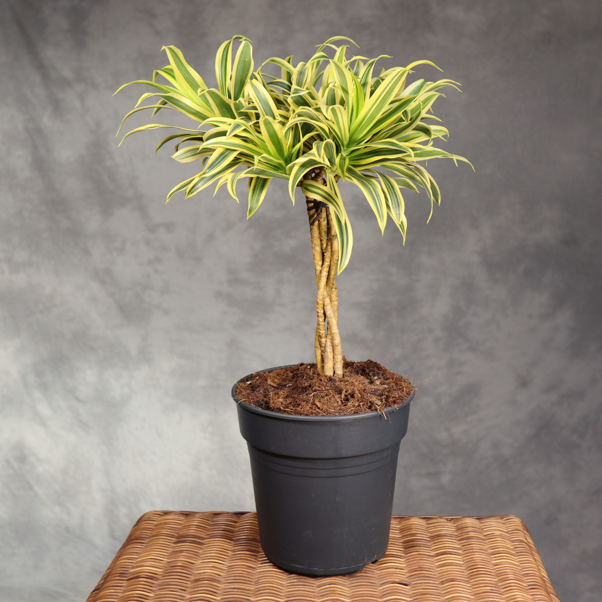 Dracena 'Song of India' |...