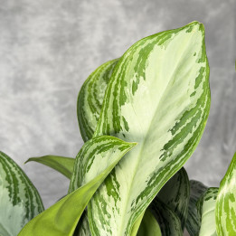 Aglaonema 'Silver Bay' ⌀24 cm | Tomaszewski