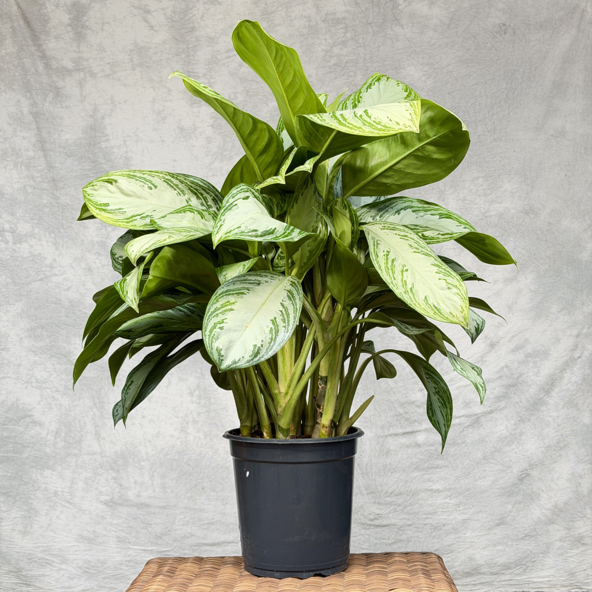 Aglaonema 'Silver Bay' | Duża
