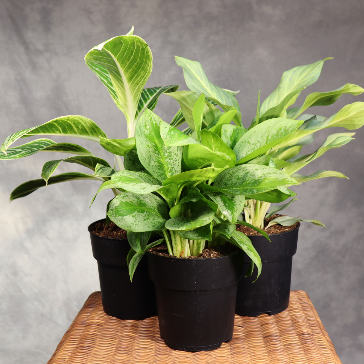 Aglaonema MIX odmian | Duża