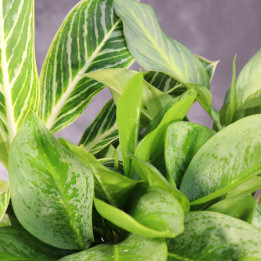 Aglaonema MIX odmian ⌀19 cm | Tomaszewski