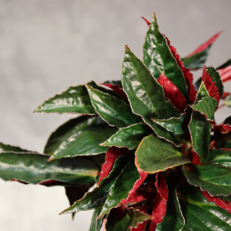 Begonia hatacoa var. rubrifolia | Tomaszewski
