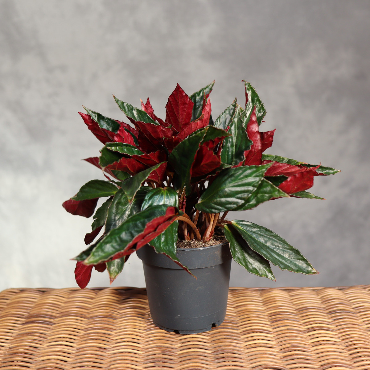 Begonia hatacoa var....