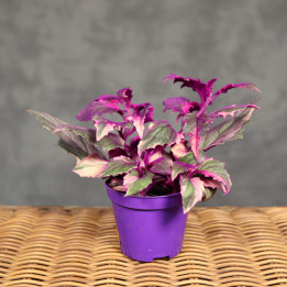 Ginura pomarańczowa 'Variegata' ⌀7 cm | Tomaszewski
