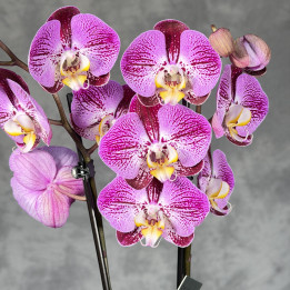 Storczyk Phalaenopsis 'Splash Gordon' | Tomaszewski