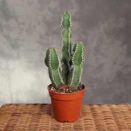 Euphorbia polygona ⌀12 cm | Tomaszewski