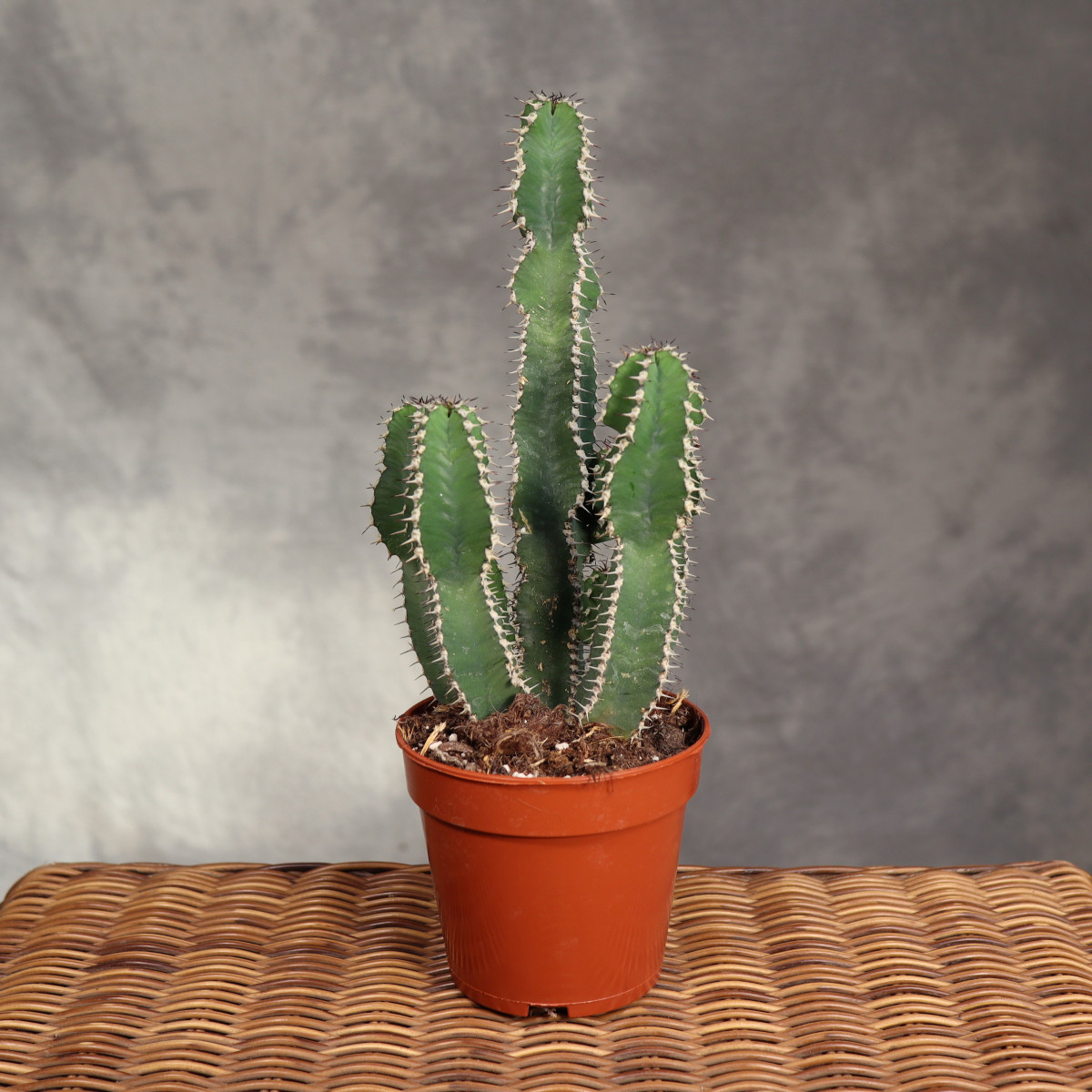 Euphorbia polygona