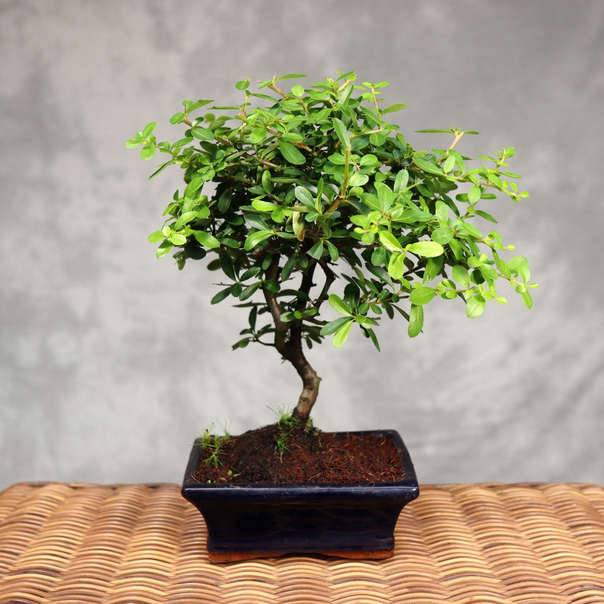Bonsai Pyracantha