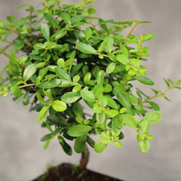 Pyracantha - Drzewko Bonsai | Tomaszewski