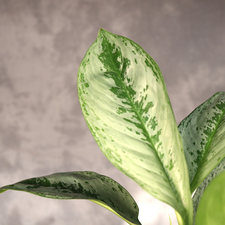 Aglaonema 'Silver Frost' ⌀17 cm | Tomaszewski