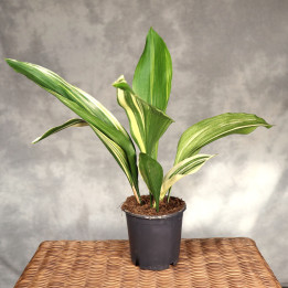 Aspidistra wyniosła 'Variegata' ⌀13 cm | Tomaszewski