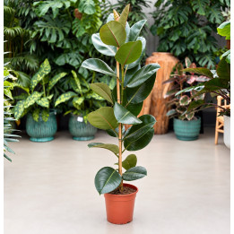 Fikus 'Robusta' ⌀24 cm | Tomaszewski