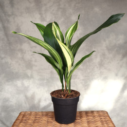 Aspidistra wyniosła 'Variegata' ⌀15 cm | Tomaszewski