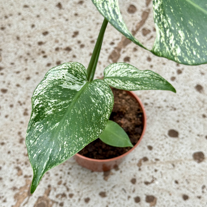 Monstera 'Devil Monster' kolekcjonerska ⌀12 cm | Tomaszewski
