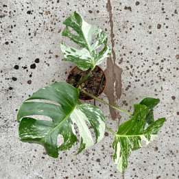 Monstera deliciosa 'Variegata' ⌀ 15 cm | Tomaszewski