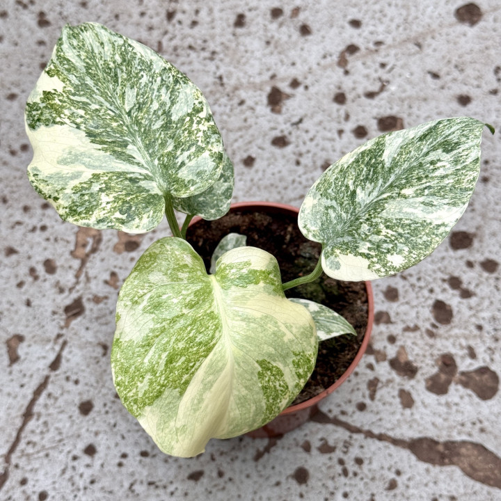 Monstera 'Legacy' ⌀ 12 cm | Tomaszewski