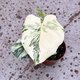 Monstera 'Crème Brûlée' Variegata ⌀ 12 cm | Tomaszewski