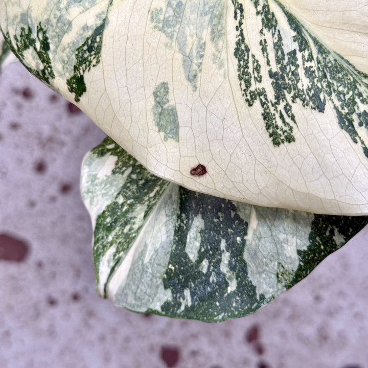 Monstera 'Crème Brûlée' Variegata ⌀ 12 cm | Tomaszewski