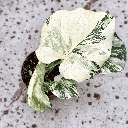 Monstera 'Crème Brûlée' Variegata ⌀ 12 cm | Tomaszewski