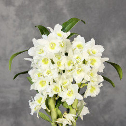 Dendrobium nobile białe ⌀ 12 cm | Tomaszewski