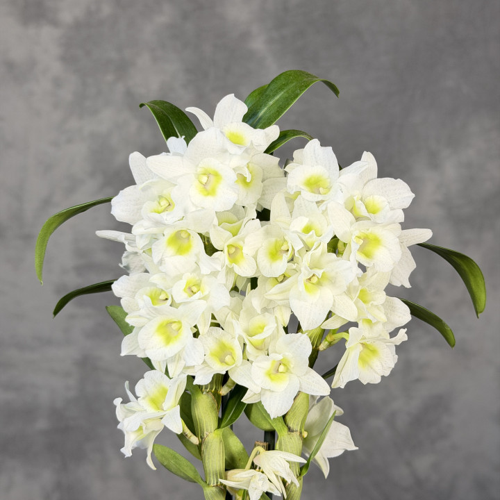 Dendrobium nobile białe ⌀ 12 cm | Tomaszewski