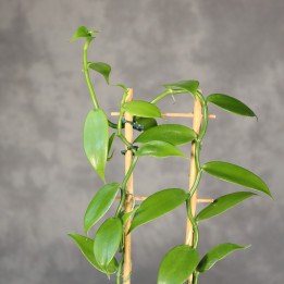 Wanilia płaskolistna Vanilla planifolia | Tomaszewski