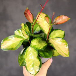 Hoya australis 'Lisa' – hoja australijska ⌀ 12 cm | Tomaszewski