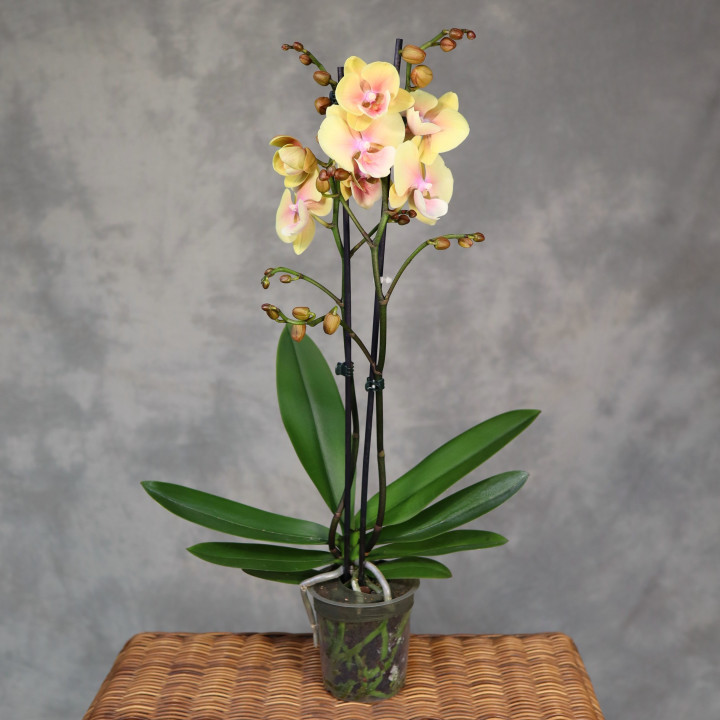Storczyk 2-pędowy żółty z różem | Tomaszewski
