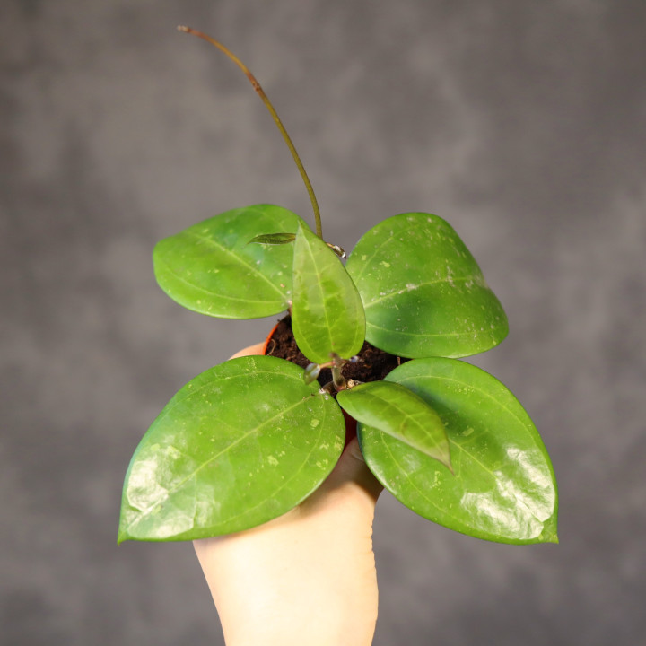 Hoja verticillata 'Hijau' ⌀ 6 cm | Tomaszewski