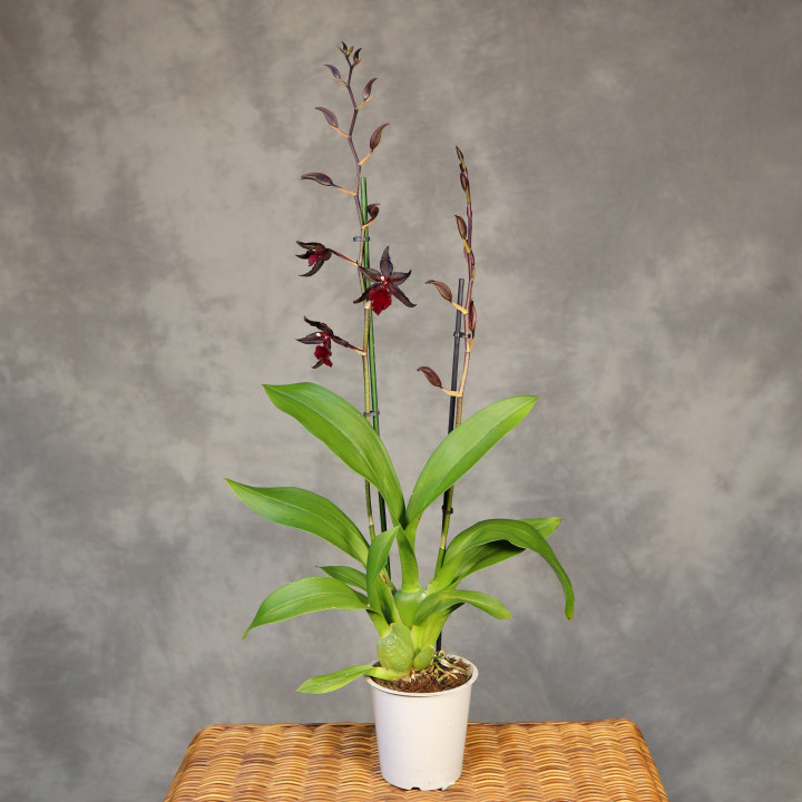 Colmanara 'Billy Bob Splash' ⌀12 cm | Tomaszewski