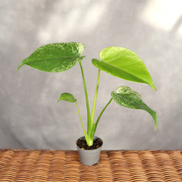 Monstera 'Devil Monster' kolekcjonerska ⌀6 cm | Tomaszewski