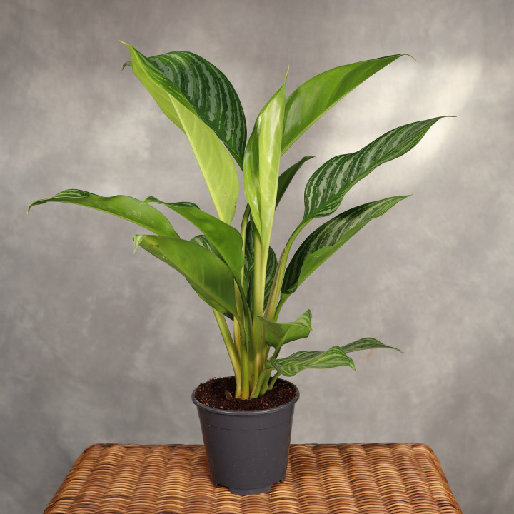 Aglaonema 'Stripes' ⌀14 cm | Tomaszewski