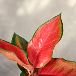 Aglaonema 'Chilli Red' ⌀12 cm | Tomaszewski