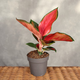 Aglaonema 'Chilli Red' ⌀12 cm | Tomaszewski