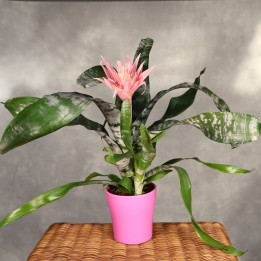 Aechmea 'Primera' ⌀12 cm | Tomaszewski