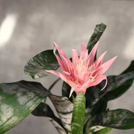 Aechmea 'Primera' ⌀12 cm | Tomaszewski