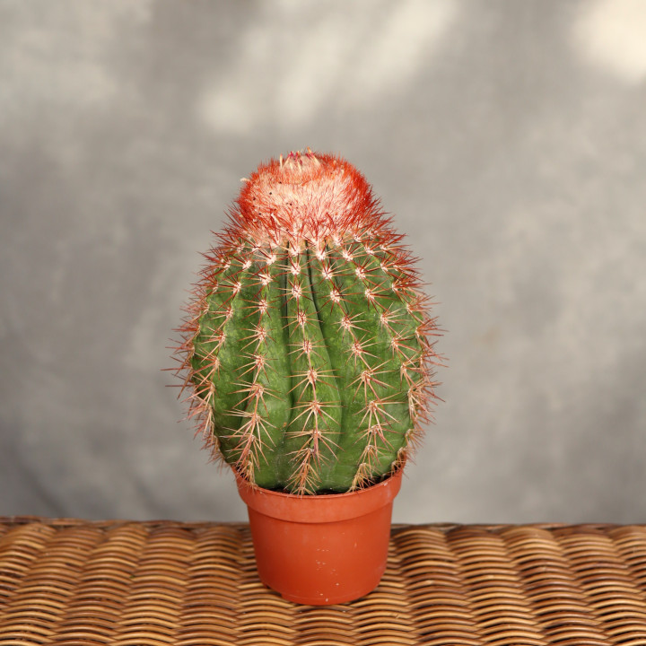 Melocactus broadwayi ⌀10,5 cm | Tomaszewski