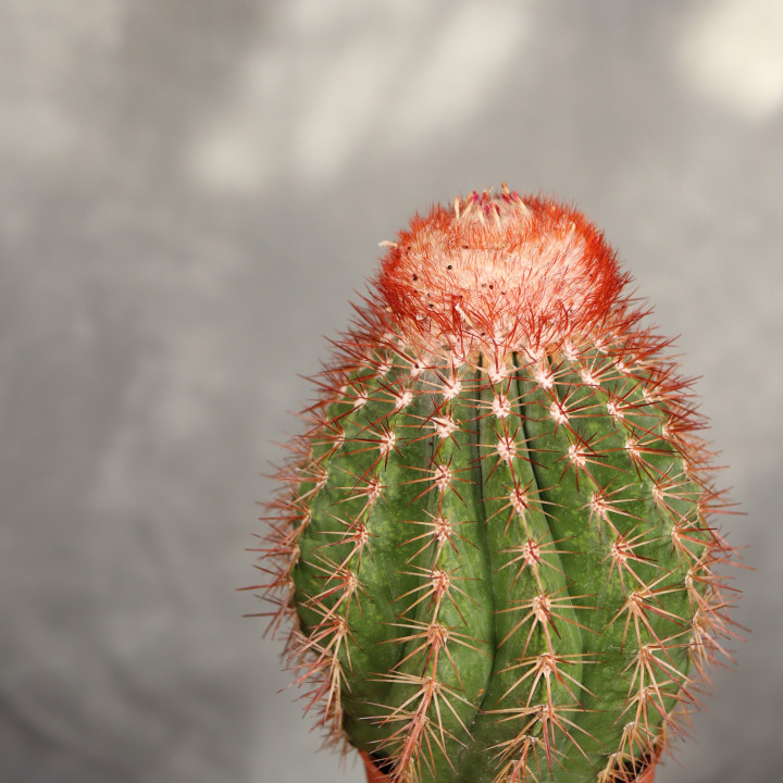 Melocactus broadwayi ⌀10,5 cm | Tomaszewski