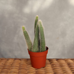 Cleistocactus colademononis ⌀8,5 cm | Tomaszewski