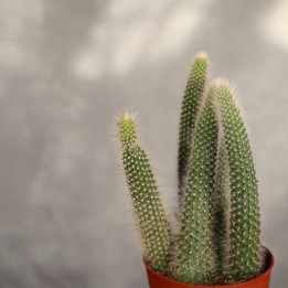 Cleistocactus colademononis ⌀8,5 cm | Tomaszewski