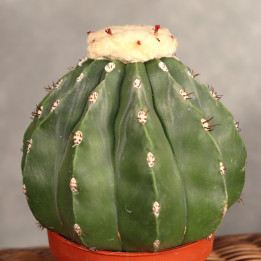 Melocactus maxonii 'Inermis' ⌀10,5 cm | Tomaszewski