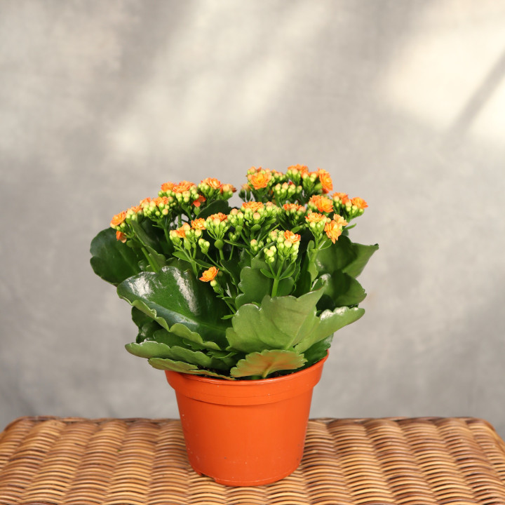 Kalanchoe 'Don Pedro' ⌀15 cm | Tomaszewski
