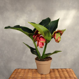 Medinilla 'Dolce Rossa' ⌀14 cm | Tomaszewski