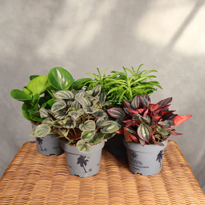 Peperomia Mix ⌀12 cm | Tomaszewski