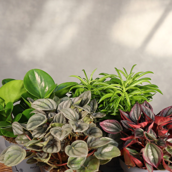Peperomia Mix ⌀12 cm | Tomaszewski