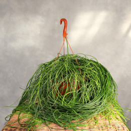 Rhipsalis floccosa Patyczak ⌀21 cm | Tomaszewski