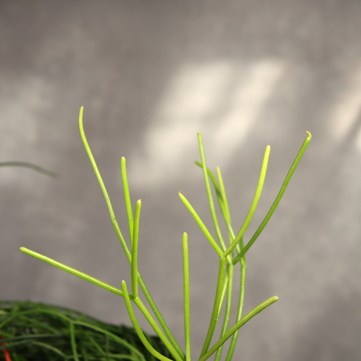 Rhipsalis floccosa Patyczak ⌀21 cm | Tomaszewski