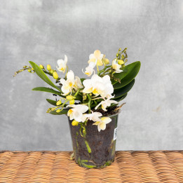 Phalaenopsis 4-pędowy biały ⌀12 cm | Tomaszewski